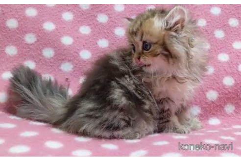 成約済の愛知県のペルシャ(チンチラ)-88839の3枚目